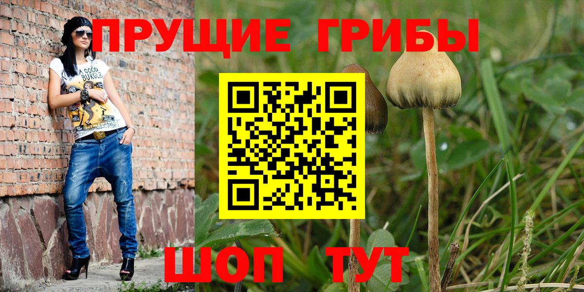 Советск  Галлюциногенные грибы Psilocybine cubensis  магазин    Вход с VPN 
